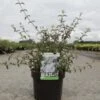 Deutzia Monbeigii -Boutique Pafurme deutzia monbeigii arbustes 100487 1