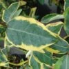 Elaeagnus Ebbingei Gilt Edge - Chalef -Boutique Pafurme elaeagnus ebb Gilt Edge 7908 1