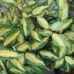 Elaeagnus Ebbingei Limelight - Chalef De Ebbing