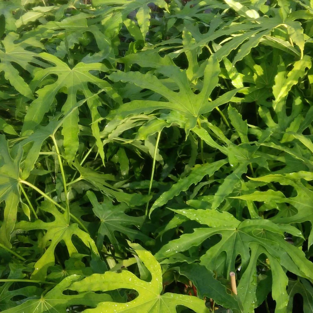 Fatsia Polycarpa Green Fingers - Fatsia De Taiwan 3 Fatsia Polycarpa Green Fingers - Fatsia De Taiwan