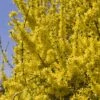 Forsythia (x) Intermedia Minigold - Mimosa De Paris -Boutique Pafurme forsythia intermedia minigold 84077 1