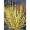 Mimosa De Paris - Forsythia X Intermedia Mindor -Boutique Pafurme forsythia x intermedia mindor 1006242 1