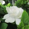Gardenia Jasminoides Crown Jewel - Jasmin Du Cap 1 Gardenia Jasminoides Crown Jewel - Jasmin Du Cap -Boutique Pafurme gardenia crown jewel jasmin du cap 9685 1 1