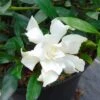 Gardenia Jasminoides Perfumed Petticoats -Boutique Pafurme gardenia jasminoides perfumed petticoats 83325 1