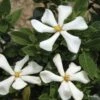 Gardénia Rustique Pinwheel -Boutique Pafurme gardenia pinwheel copyright plantipp 1