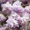 Glycine Du Japon - Wisteria Floribunda Violacea Plena (Black Dragon) -Boutique Pafurme glycine wisteria floribunda violacea plena ld cliff 771621 1