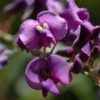Hardenbergia Violacea -Boutique Pafurme hardenbergia violacea 67815 1
