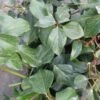 Lierre De Colchide - Hedera Colchica Arborescens (Fall Favorite) 1 Lierre De Colchide - Hedera Colchica Arborescens (Fall Favorite) -Boutique Pafurme hedera colchica arborescens fall favorite 20cm en pot de3l 86129 1