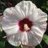 Hibiscus Moscheutos Cherry Cheesecake - Hibiscus Des Marais -Boutique Pafurme hibiscus moscheutos cherry cheesecake 15057 1