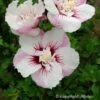 Hibiscus Syriacus Pinky Spot - Althéa Rose -Boutique Pafurme hibiscus pinky spot 9543 1