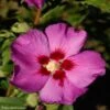 HIbiscus Russian Violet (II) - Althea Rose Violacé -Boutique Pafurme hibiscus russian violet 85805 1