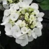 Hortensia - Hydrangea Macrophylla Libelle (Teller White) -Boutique Pafurme hortensia Libelle 67998 3