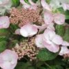 Hortensia - Hydrangea Macrophylla Dolce Gipsy -Boutique Pafurme hortensia dolce gipsy 67874 1