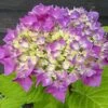 Hortensia - Hydrangea Macrophylla Flair & Flavours' Sweet Cupcake -Boutique Pafurme hortensia flair flavours sweet cupcake23238