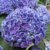 Hortensia - Hydrangea Macrophylla Hovaria Hopcorn -Boutique Pafurme hortensia hovaria hopcorn 67820 1