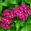 Hortensia - Hydrangea Macrophylla Green Shadow En Pot De 2/3L -Boutique Pafurme hortensia hydrangea macrophylla green shadow 671147 1