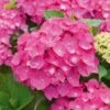 Hortensia - Hydrangea Macrophylla Leuchtfeuer 1 Hortensia - Hydrangea Macrophylla Leuchtfeuer -Boutique Pafurme hortensia leuchtfeuer 80063 1