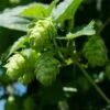 Houblon Vert - Humulus Lupulus Magnum -Boutique Pafurme humulus lupulus magnum 66835 2 1