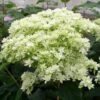 Hortensia Arborescens Hayes Starbust -Boutique Pafurme hydrangea arborescens hayes starbust 671348 1