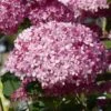 Hortensia Arborescens Pink Annabelle Ou Invincibelle -Boutique Pafurme hydrangea arborescens invincibelle 67835 1