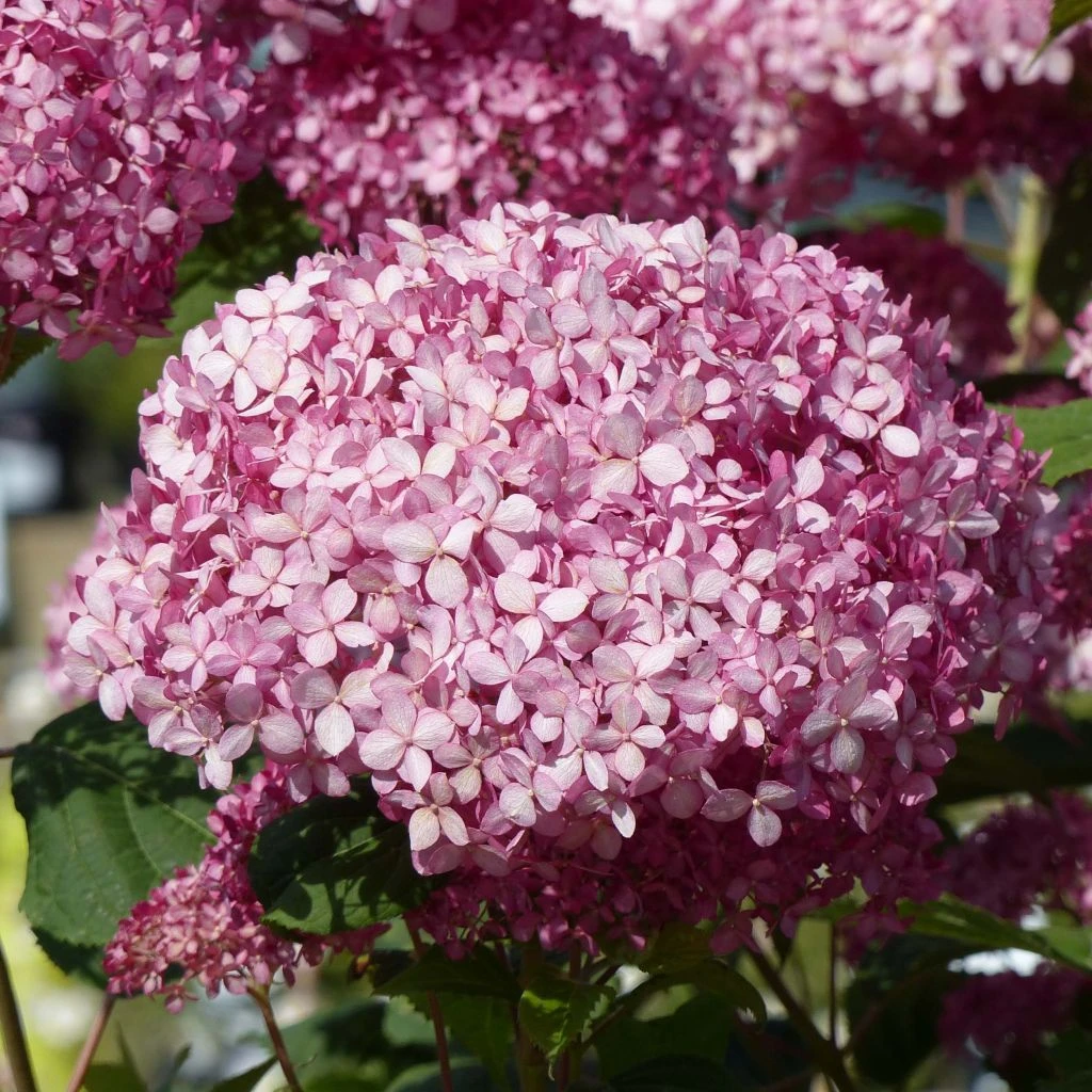 Hortensia Arborescens Pink Annabelle Ou Invincibelle 3 Hortensia Arborescens Pink Annabelle Ou Invincibelle