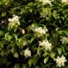 Hortensia Grimpant - Hydrangea Seemanii -Boutique Pafurme hydrangea grimpant seemanii 0602 1