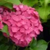 Hortensia - Hydrangea Macrophylla Dolce Fragola -Boutique Pafurme hydrangea macrophylla dolce fragola 86036 1