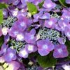 Hortensia - Hydrangea Macrophylla Kardinal Violet -Boutique Pafurme hydrangea macrophylla kardinal violet 83185 1