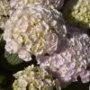 Hortensia - Hydrangea Macrophylla Kazan -Boutique Pafurme hydrangea macrophylla kazan 86040 1