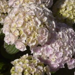 Hortensia - Hydrangea Macrophylla Kazan