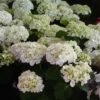 Hortensia - Hydrangea Macrophylla Mme Emile Mouillère -Boutique Pafurme hydrangea macrophylla mme emile mouillere 67798 1