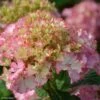 Hortensia - Hydrangea Macrophylla So Long Sunny -Boutique Pafurme hydrangea macrophylla so long sunny 85613 1