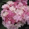 Hortensia - Hydrangea Macrophylla You And Me Romance -Boutique Pafurme hydrangea macrophylla you and me romance 67124 1