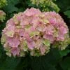 Hortensia - Hydrangea Macrophylla You And Me Together -Boutique Pafurme hydrangea macrophylla you and me together 67859 1