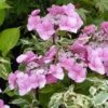 Hortensia - Hydrangea Macrophylla Zorro Rose -Boutique Pafurme hydrangea macrophylla zorro rose 82903 1