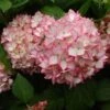Hortensia - Hydrangea Macrophylla Mirai -Boutique Pafurme hydrangea mirai 7909 1