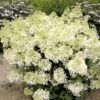Hydrangea Paniculata Bobo - Hortensia Paniculé Nain -Boutique Pafurme hydrangea paniculata bobo 80690 1