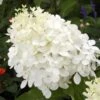 Hydrangea Paniculata Phantom - Hortensia Paniculé -Boutique Pafurme hydrangea paniculata phantom 748512 1