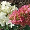 Hydrangea Paniculata Pinky Winky - Hortensia Paniculé -Boutique Pafurme hydrangea paniculata pinky winky 81555 2