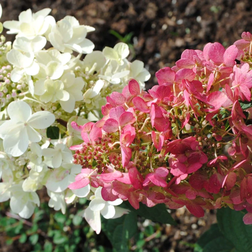 Hydrangea Paniculata Pinky Winky - Hortensia Paniculé 3 Hydrangea Paniculata Pinky Winky - Hortensia Paniculé