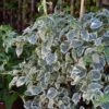 Hortensia Grimpant - Hydrangea Petiolaris Silver Lining -Boutique Pafurme hydrangea petiolaris silver lining 813003 3