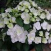 Hortensia - Hydrangea Runaway Bride -Boutique Pafurme hydrangea runaway bride 85487 1