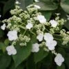 Hortensia Grimpant - Hydrangea Semiola -Boutique Pafurme hydrangea semiola 67844 1