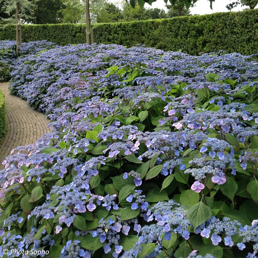 Hortensia - Hydrangea Serrata Veerle 3 Hortensia - Hydrangea Serrata Veerle