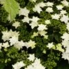 Hortensia - Hydrangea Macrophylla Fireworks White -Boutique Pafurme hydrangea macrophylla fireworks white 83183 1