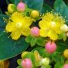 Hypericum Inodorum Magical Beauty - Millepertuis -Boutique Pafurme hypericum inodorum magical beauty 7897 5