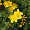 Millepertuis De Kalmian - Hypericum Kalmianum Gemo -Boutique Pafurme hypericum gemo
