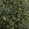 Houx Panaché - Ilex Aquifolium Argenteomarginata -Boutique Pafurme ilex aquifolium argenteomarginata 781647 1