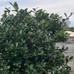 Houx Crénelé - Ilex Crenata Green Lustre