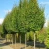 Carpinus Betulus Frans Fontaine - Charme Commun -Boutique Pafurme image 2034